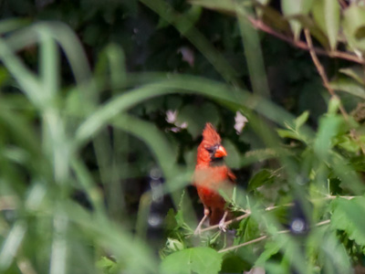 I`m working on my Wildlife Photographer merit badge.