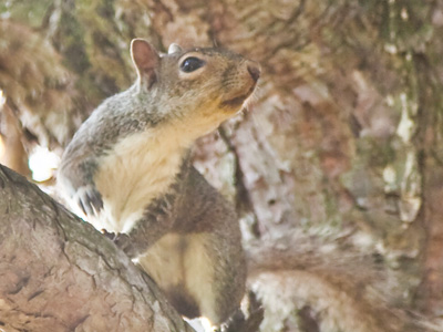 I was reluctant to tell him his breath smelled like walnuts.