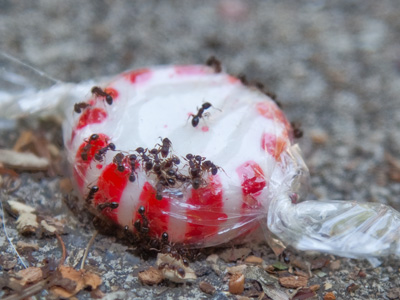 If they can get inside the wrapper, they`ll eat like kings.