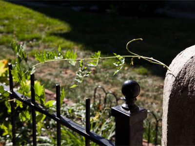This vine is ATTACHED TO NOTHING.  It reached out like an octopus tentacle trying to find something to grab onto.