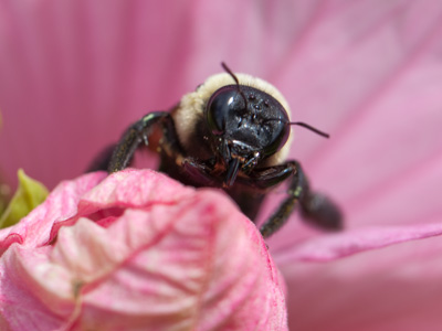 Stop and think about what this bee is doing, and you`ll have a clue about the purpose of your own existence.  There is much to learn from the tiny things of the world.