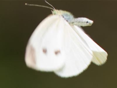 When the subway train went by, Marilyn`s dress flew up.