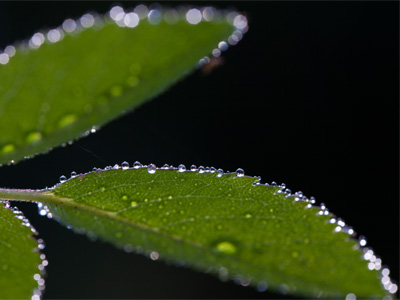 At the intersection of this morning`s sunrise and last night`s dew.