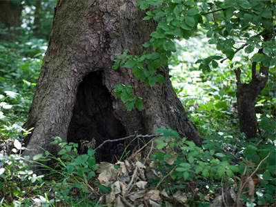 Then a man dressed like a goat crawled out.