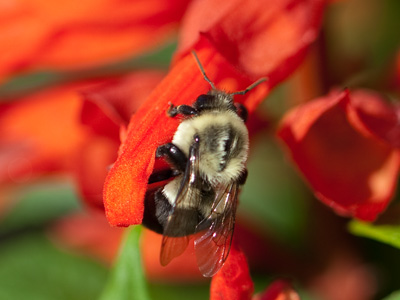 One of them landed on my leg.  No big deal.  It flew away.