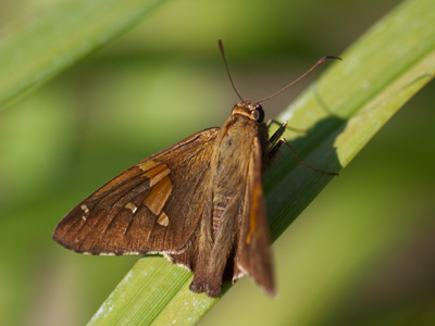 Man has yet to learn to fly, at least not like these do.