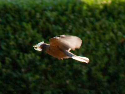 Mmmm, cicada for breakfast!