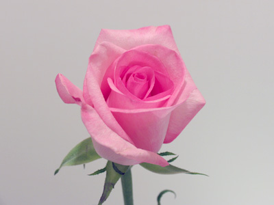 Although the camera operated automatically, I had to push buttons on it every five hours - which meant I lost sleep.