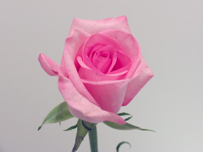 I learned a few things about how NOT to create a time-lapse sequence of a blooming flower.