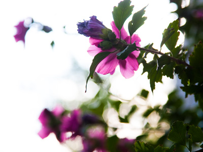 What`s still blooming in July?