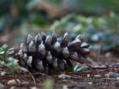 It`s unlikely to grow into a new pine tree on Sixth Street.