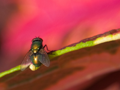 My photographic philosophy:  pay equal attention to the background as you do to the subject of your picture.