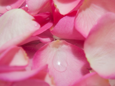 After three days of continuous shooting, the time-lapse sequence of a blooming rose yeilded mediocre results (see July 29, 2012) so I just tore the thing up.