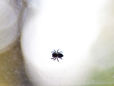 How much is that arachnid in the window?