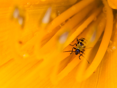 Itsy-bitsy, teeny-weeny, yellow polka-dot creepy-crawly.