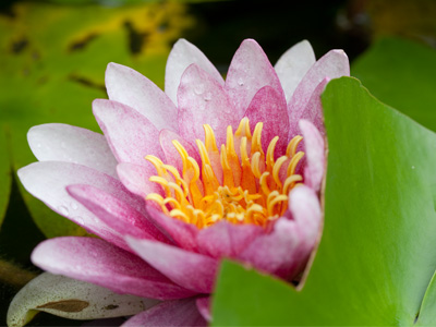 Hey Lily, I like your pad.