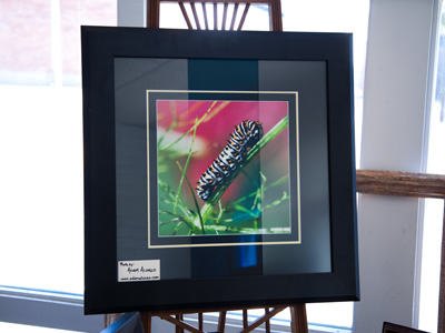 My caterpillar photo from August 7, 2010, is on display at Custom Frame Services, 1029 Wayne Avenue in Dayton.