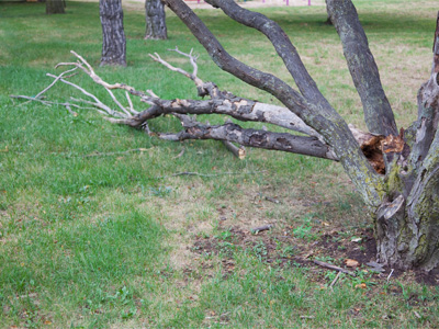 A victim of lightning or wind?