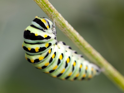 In position for the big metamorphosis.