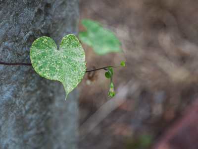 Baby, don`t you break my heart.  Or trim my vine.