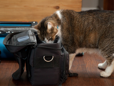 Yeah, just what I need:  a cat in my camera bag.