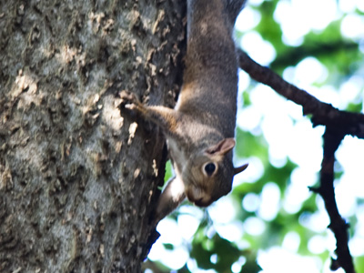 My upstairs neighbor.