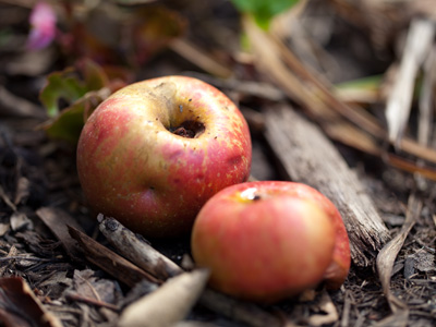 While I took pictures in a small park this morning, there were two sets of families being photographed nearby.