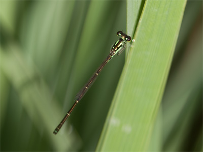 The girl`s parents didn`t talk to her, they just quizzed her.  `What color are the fishies, Emma?  How many are there?`