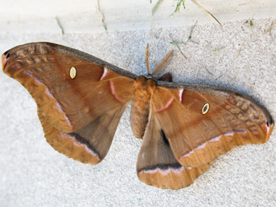 I THINK it was still alive.  I didn`t mess with it.