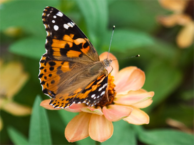 Little rain, few flowers, thirsty butterflies.