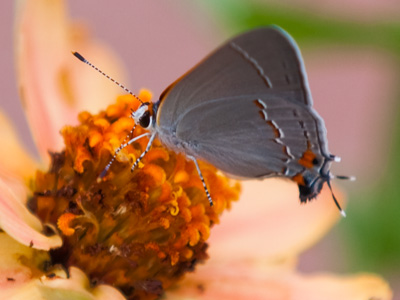 This butterfly has fake eyes and antenna on the back of its wings to fool predators.  I admit it fools photographers too, since I was taking pictures of the wrong end for a while.
