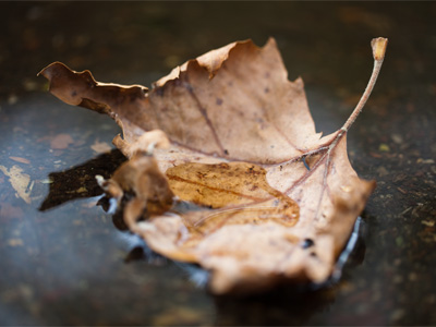 For a brief moment, this leaf was a symbol of change . . . 