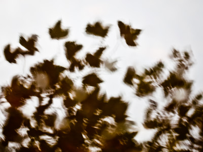 Ripples lingered in the puddle after the car drove past.