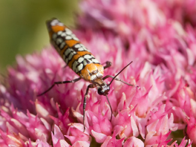 I was in a flower and bug mood today.