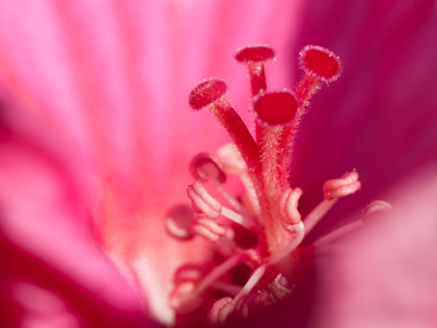 I got away from work 90 minutes early and headed straight to my favorite park with my camera and flash.
