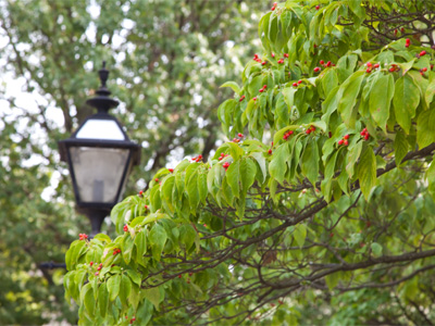 Those aren`t soft berries, they`re hard, almost like nuts.