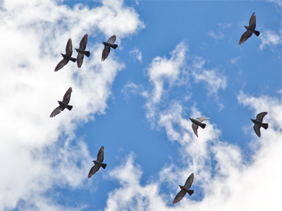 What did photographers do before automatic focus?  Missed a lot of shots, I guess.