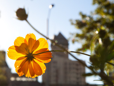 A flower grows in Dayton.