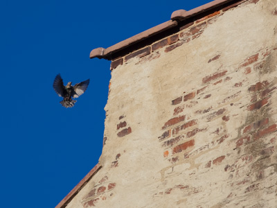 My upstairs neighbor.