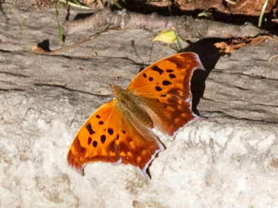 It tried to land on my face, but then flew away.  I guess I should`ve shaved this morning.