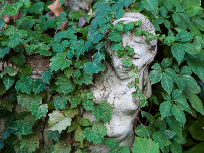 Shyness in the shrubbery.