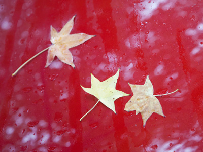 I think my car looks best during the fall.