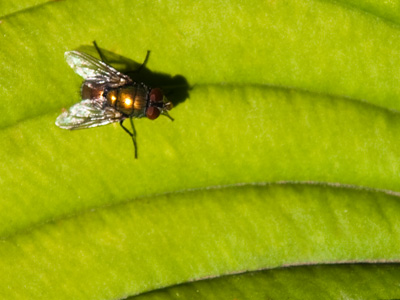 Must obey the rule of thirds.