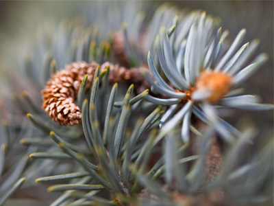 Pine:  to yearn for deeply.