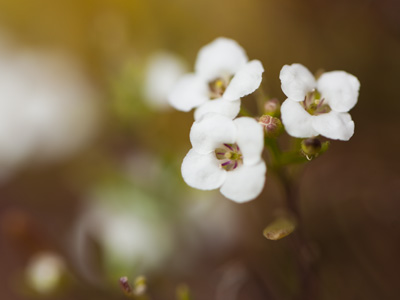 A bright bouquet the size of my pinky.