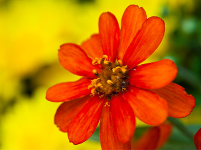 Last call for summer`s brilliance.