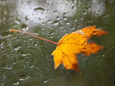 I made an admirable effort to take outdoor photos today, but nature had other plans for me.