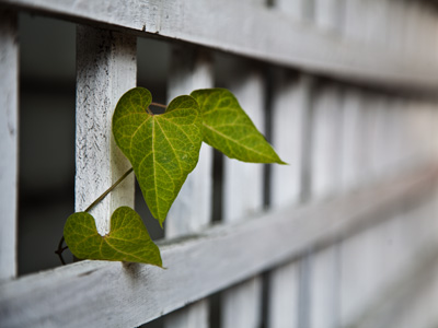 Say farewell to green things.