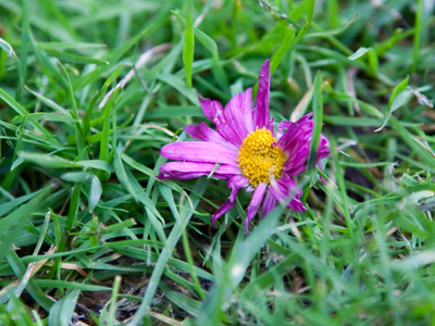 Every fair from fair sometime declines, by chance or Nature`s changing course untrimmed.  WILLIAM SHAKESPEARE