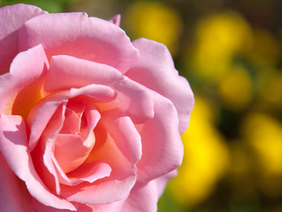 This is reminiscent of yesterday`s building photo above.